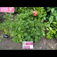 Piment - Capsicum baccatum L. - variete Aji Amarillo (Perou) (1)